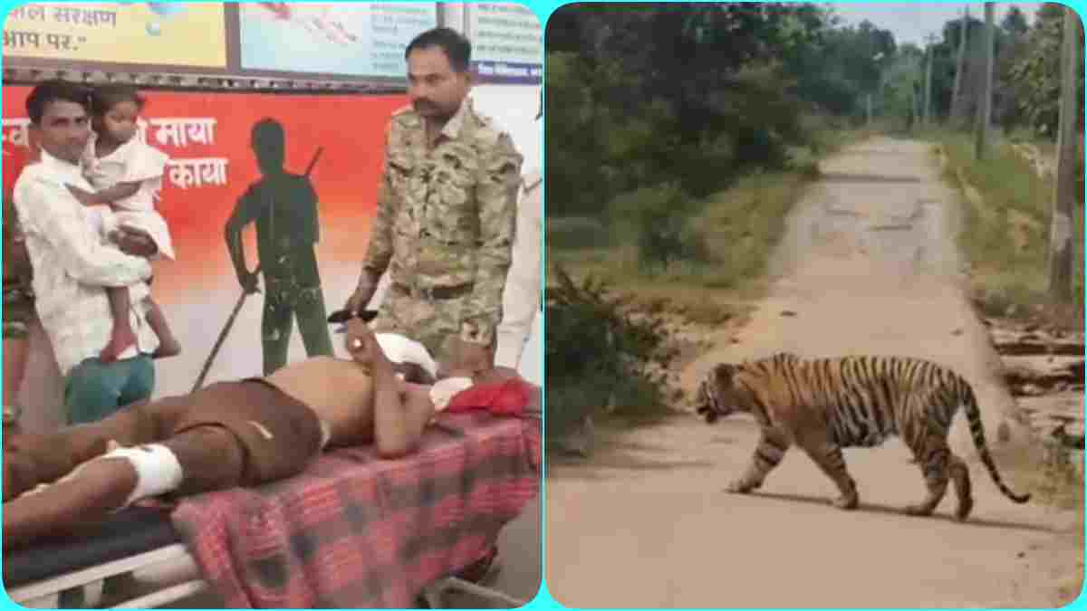 भैंस चराने जंगल गए वृद्ध पर बाघ का हमला, साथी की सूझबूझ से बची जान, PTR की घोर लापरवाही पर भड़के ग्रामीण