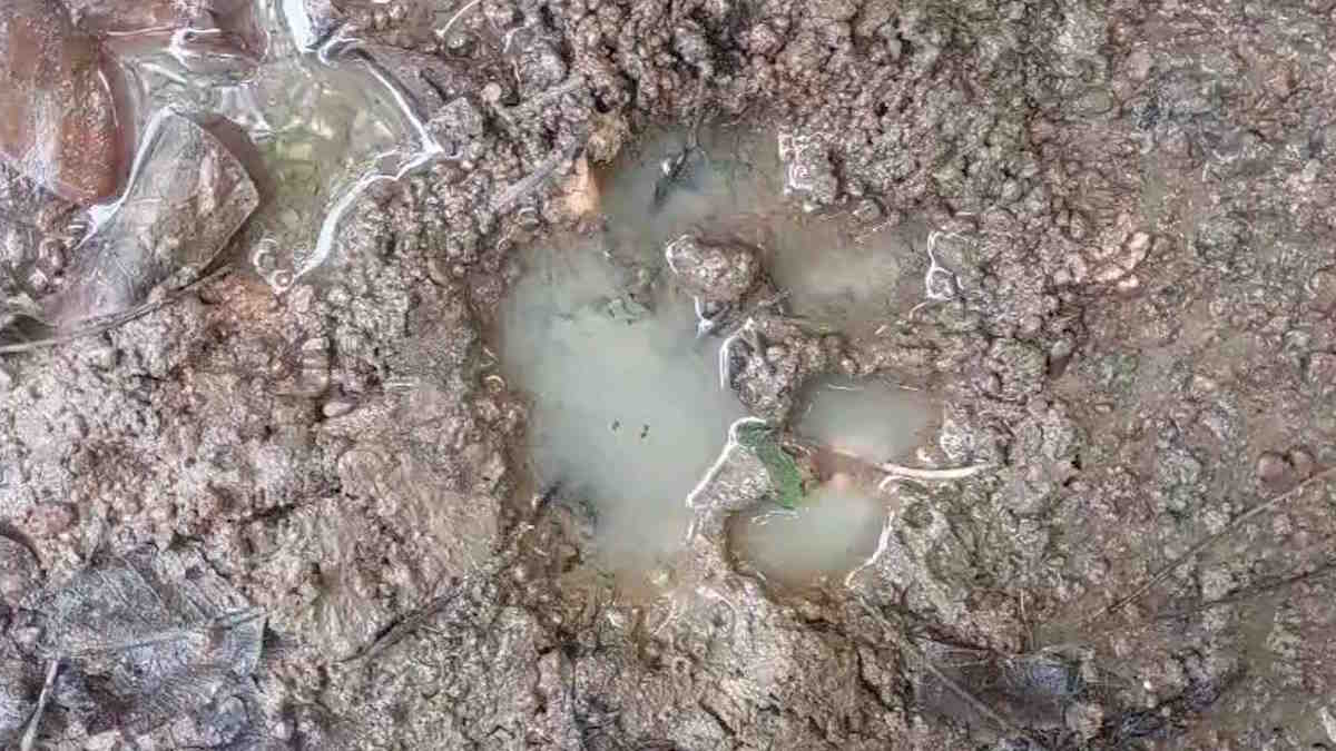 मोहला-मानपुर में फिर बाघ की दस्तक, पांच बकरियों पर टूटा बनकर कहर, बाल-बाल बचीं चराने गईं महिलाएं…