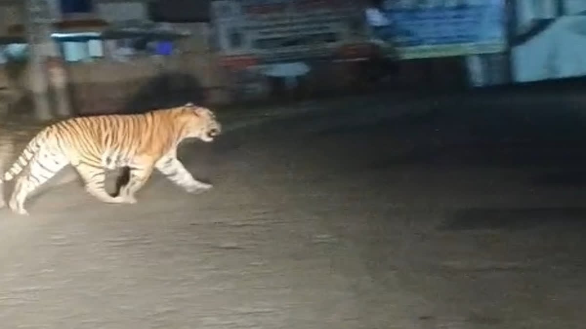 Sariska Tiger: सड़क पर टाइगर की चहलकदमी का VIDEO वायरल, मचा हड़कंप, वन विभाग ने रात में संभाला मोर्चा, लोगों को दी सावधानी की सलाह